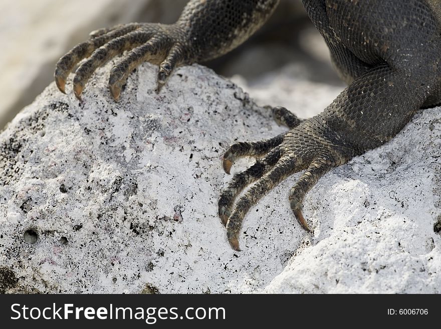 Closeup Of Claws Of Iguana