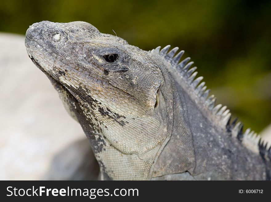 Iguana found in Riviera Maya area of Mexico. Iguana found in Riviera Maya area of Mexico