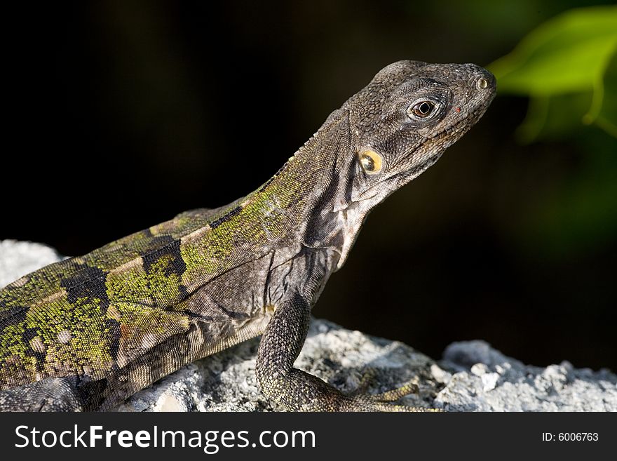 Closeup of rainbow amieva lizard