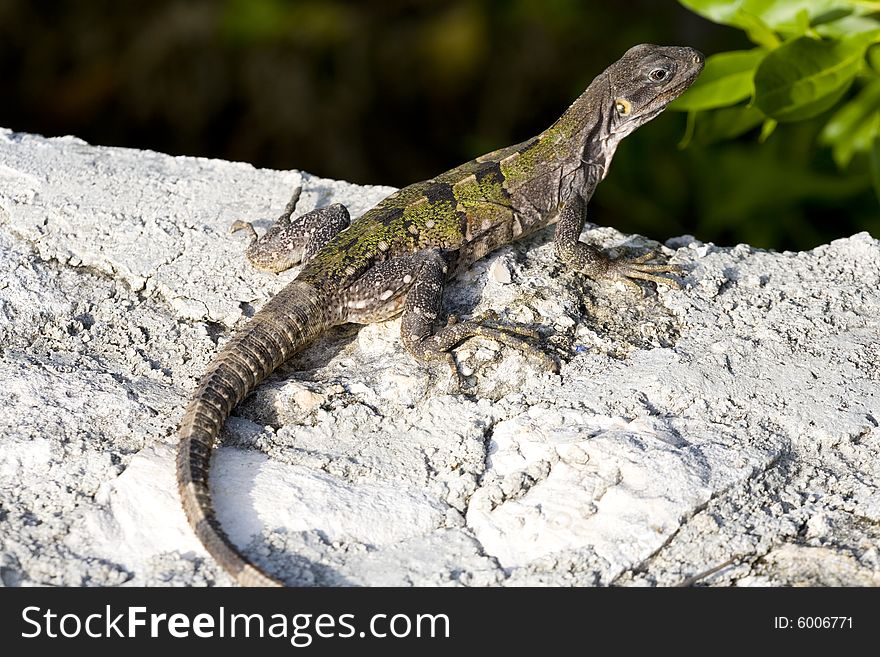 Rainbow Ameiva Found In Yucatan Peninsula Mexicco