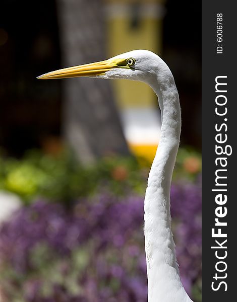 Closeup of great egret vertical view