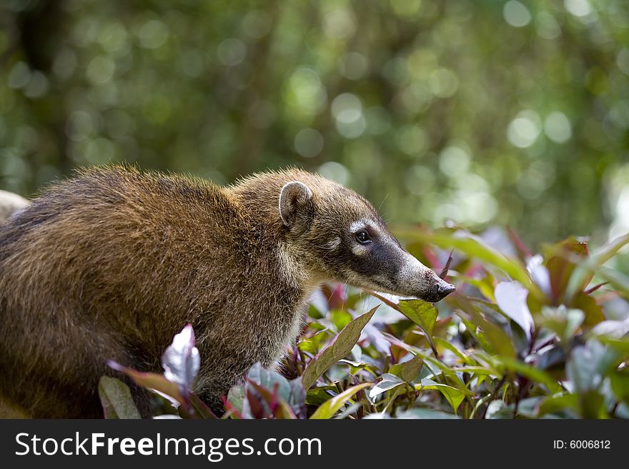 Coati in forest