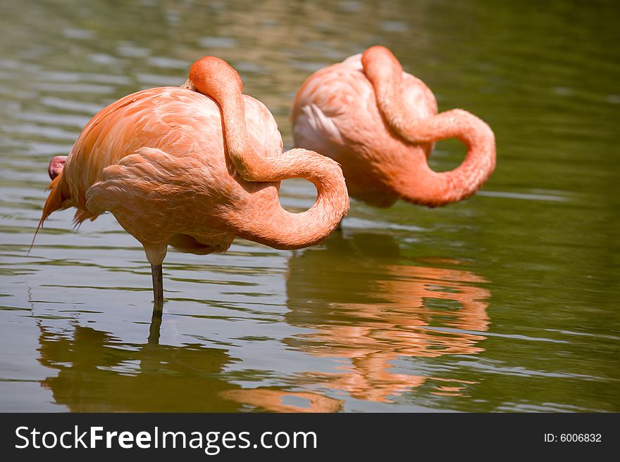 Two flamingos resting on pond