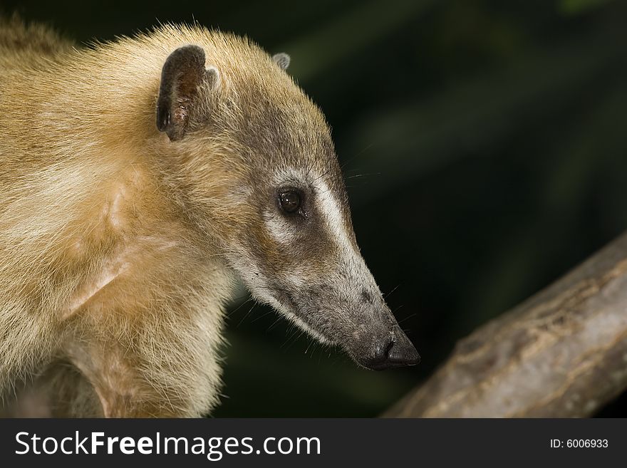 Closeup of the head of a coatimundi. Closeup of the head of a coatimundi