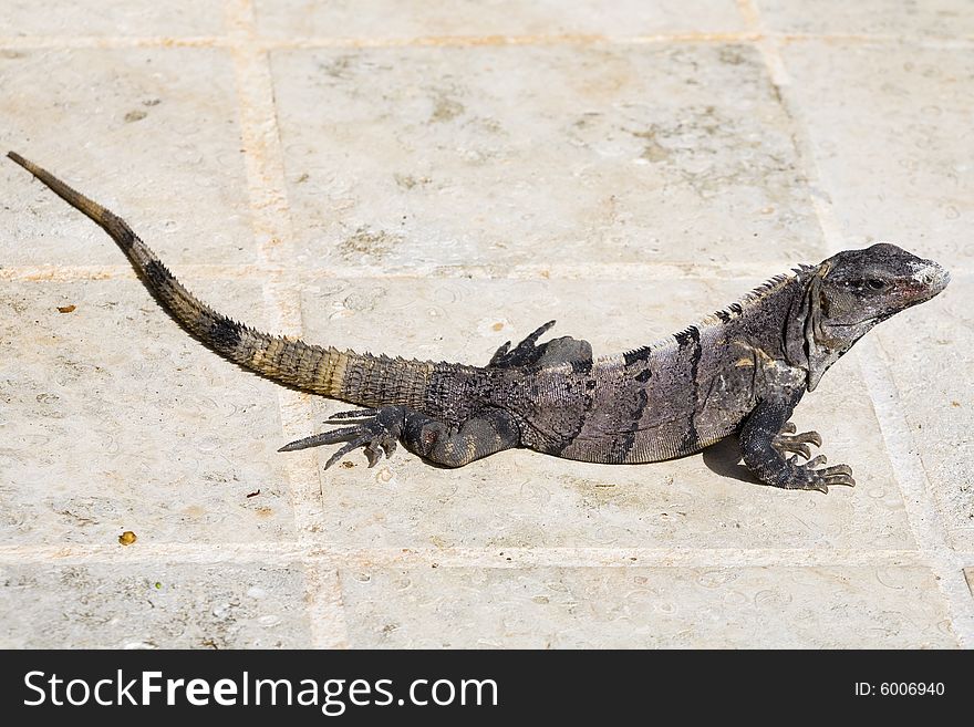 Full view of black iguana found in hotel in Mexico