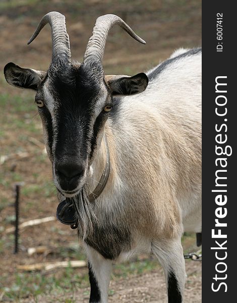 Portrait of goat on the field