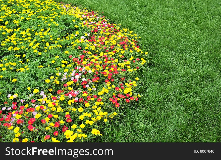 Flower land and green grass