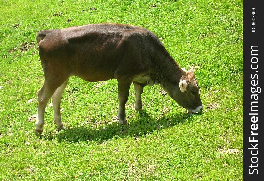 Cow out to pasture  on green lawn. Cow out to pasture  on green lawn