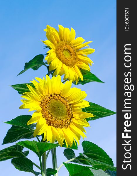 Sunflowers half way through lifecycle