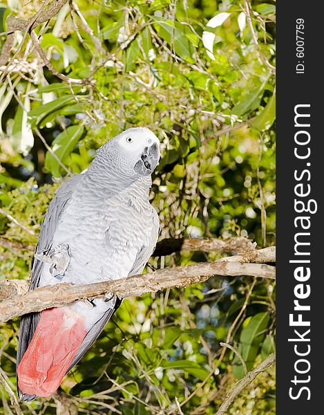 African Grey Parrot in a sanctuary.