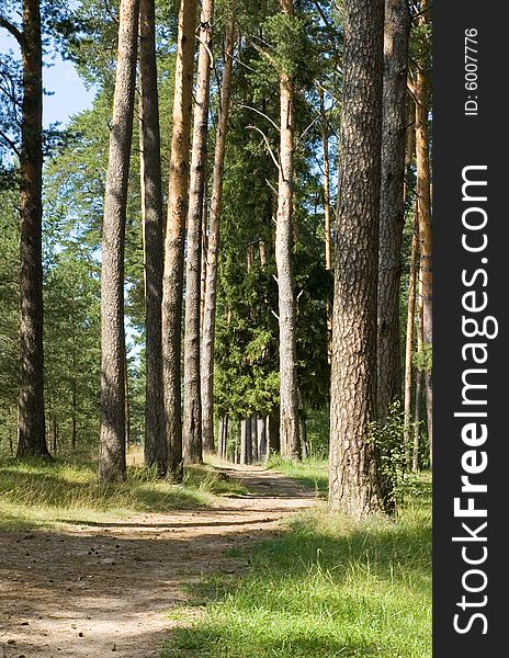 Footpath In A Pine Wood