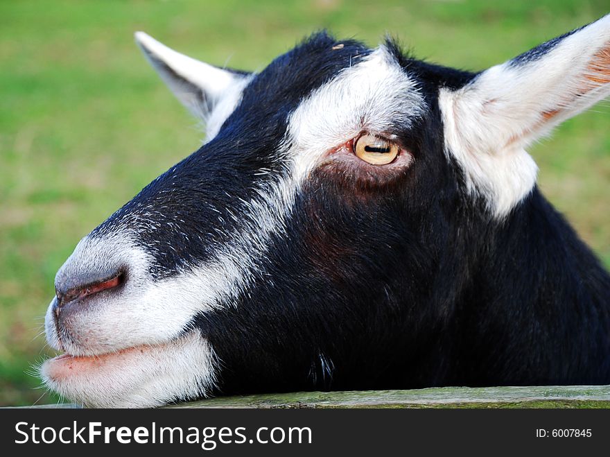 A photograph of the head and face of a goat leaning on a fence. A photograph of the head and face of a goat leaning on a fence