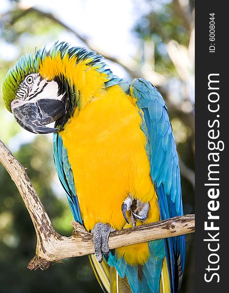 Blue and Gold Macaw in a wildlife sanctuary