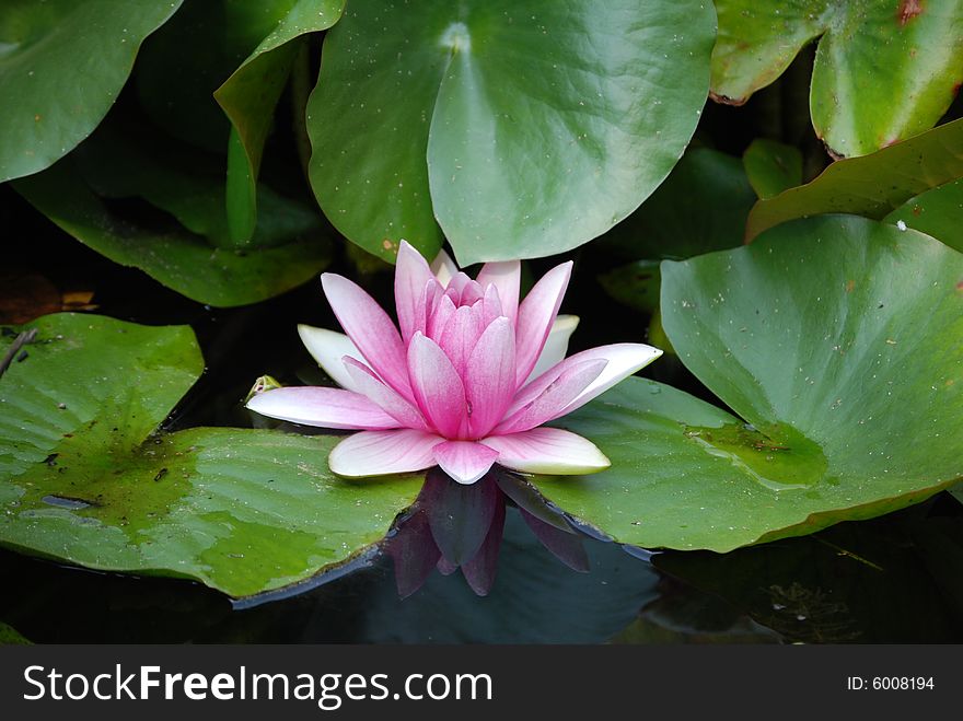 Beautiful pink lotus in the water. Beautiful pink lotus in the water.