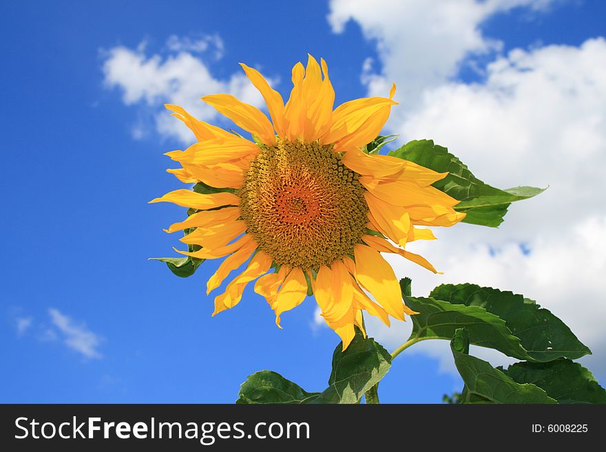 Sunflower c yellow petals, on a background of the blue sky with white clouds