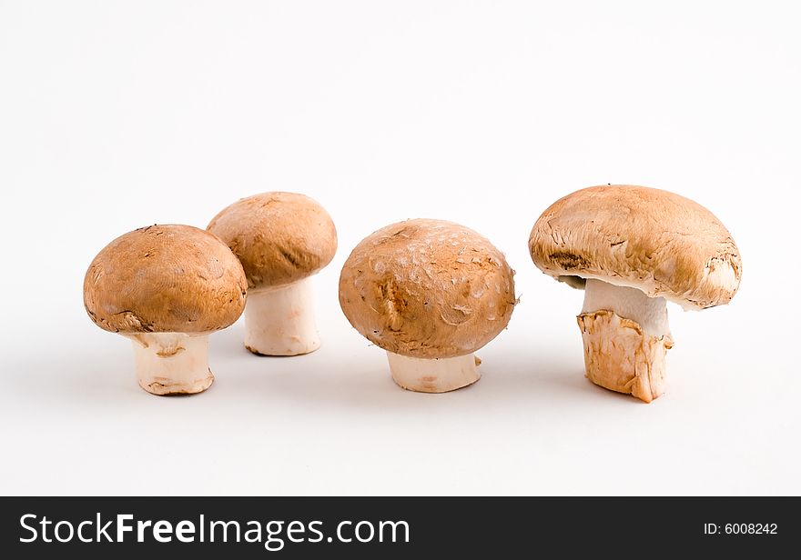 Still life of a row of four upright swiss brown button mushrooms