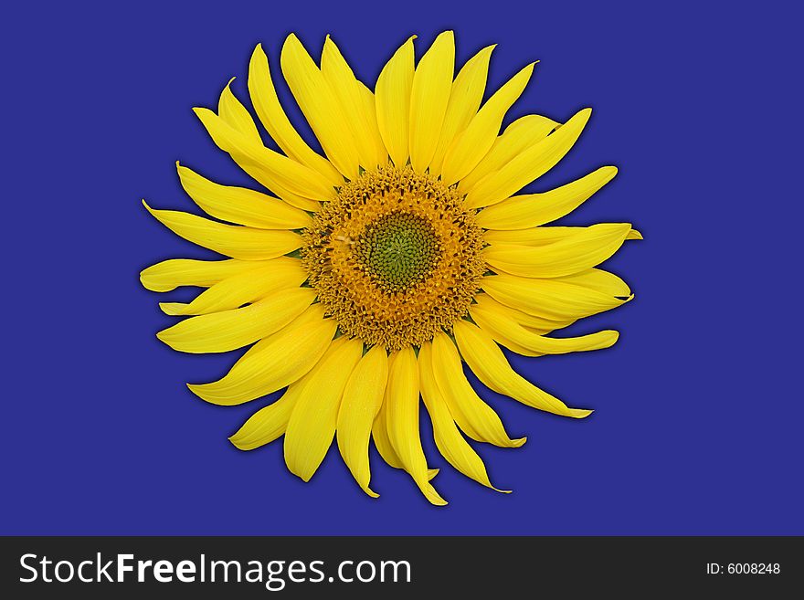Single sunflower isolated on purple background. Including clipping path. Background color easily changable.