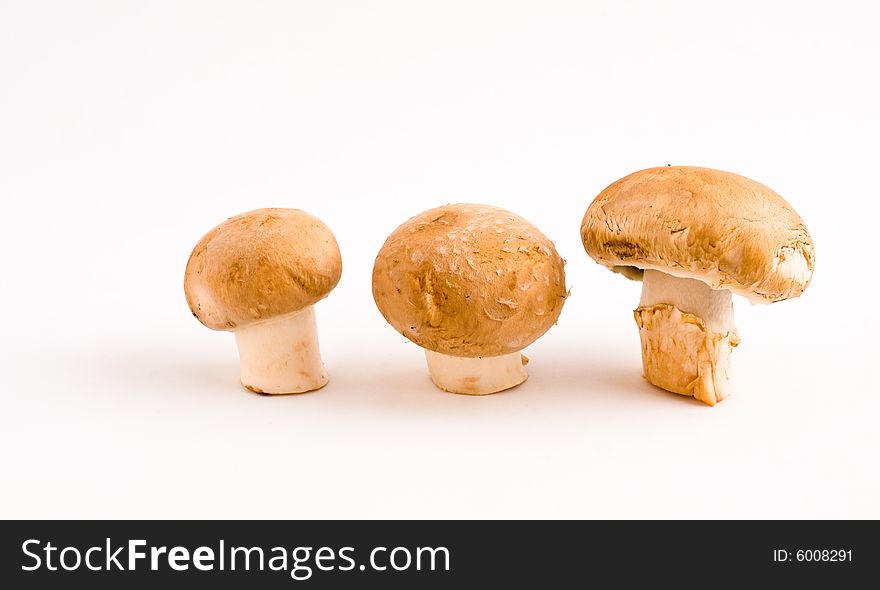 Still life of a row of three upright swiss brown button mushrooms