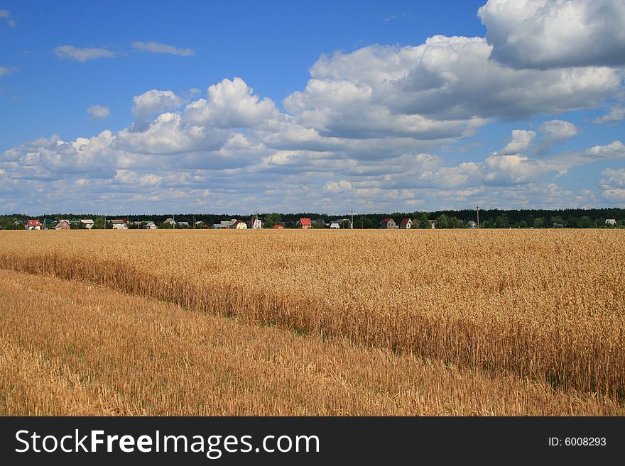 Wheaten field under the sky with plumose clouds, with small houses on a background