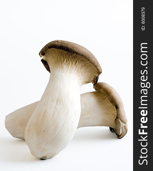 Still life of a pair of mushrooms with large thick stalks