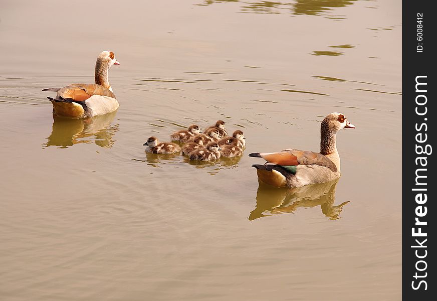 A pair Egyptian geese with young ones