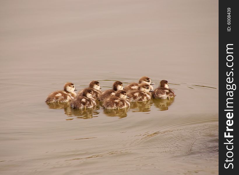 Young Egyptian geese swimming in a lake