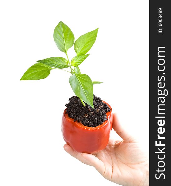 Transplant of a tree in a pot from fresh pepper on a white background. Concept for environment conservation.