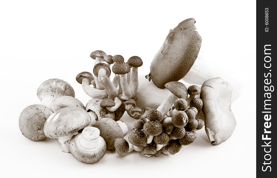 Still life of an ensemble of a variety of mushrooms in black and white