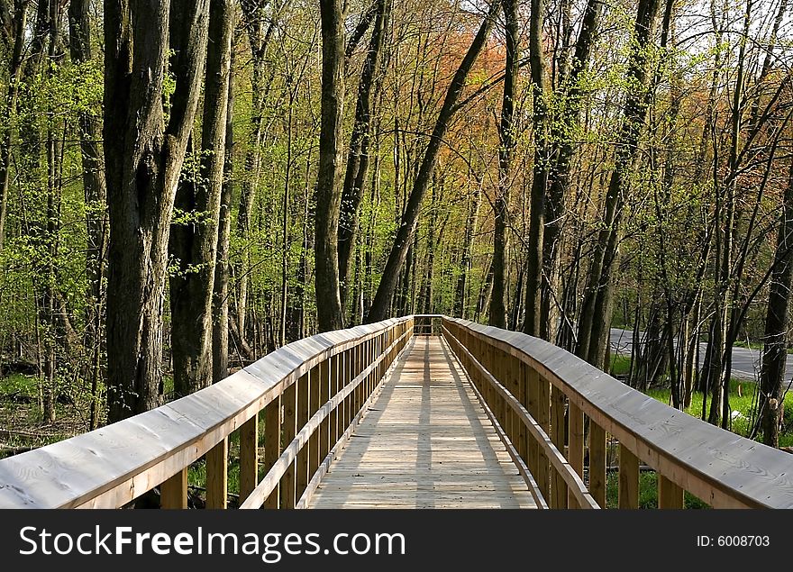 Board walk through woods in a deep forest