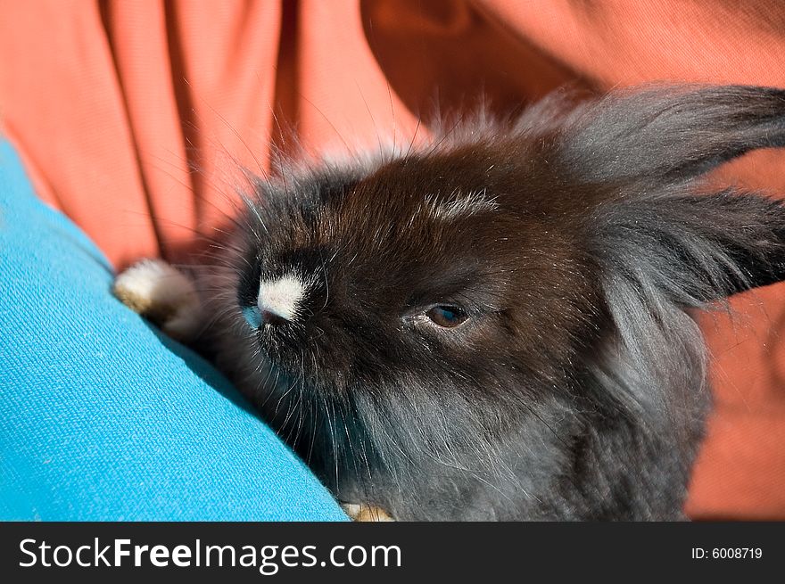 Little fluffy bunny with a white nose. Little fluffy bunny with a white nose