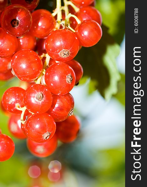 Fresh red currant on a branch in a garden