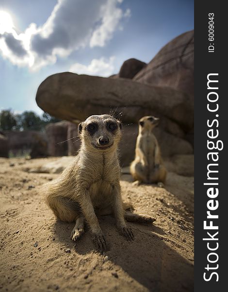 A meerkat looks in the camera, while the sun lights him from behind.