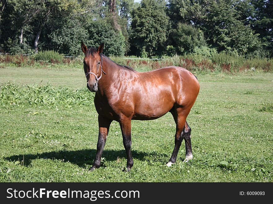 Brown Horse on the meadow