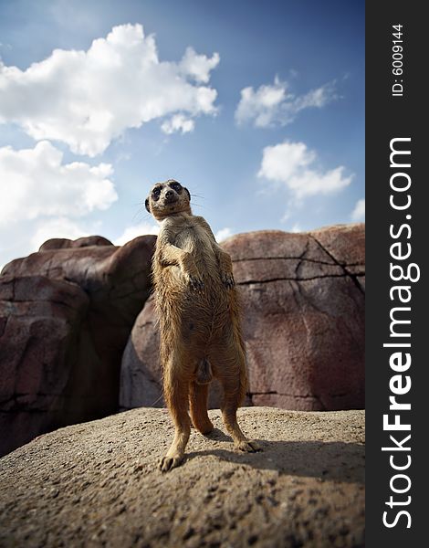 A meerkat stands on a rock. Taken with an ultra wide angle lens.