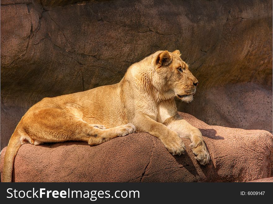 High dynamic range image of a lioness basking on a rock. High dynamic range image of a lioness basking on a rock.