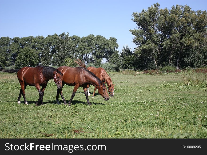 A few of horses on the meadow