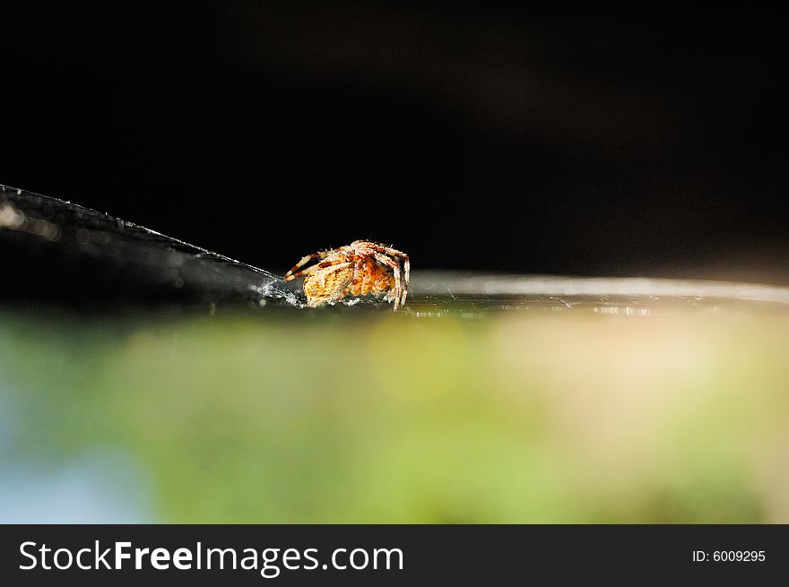 Spider moving over his web