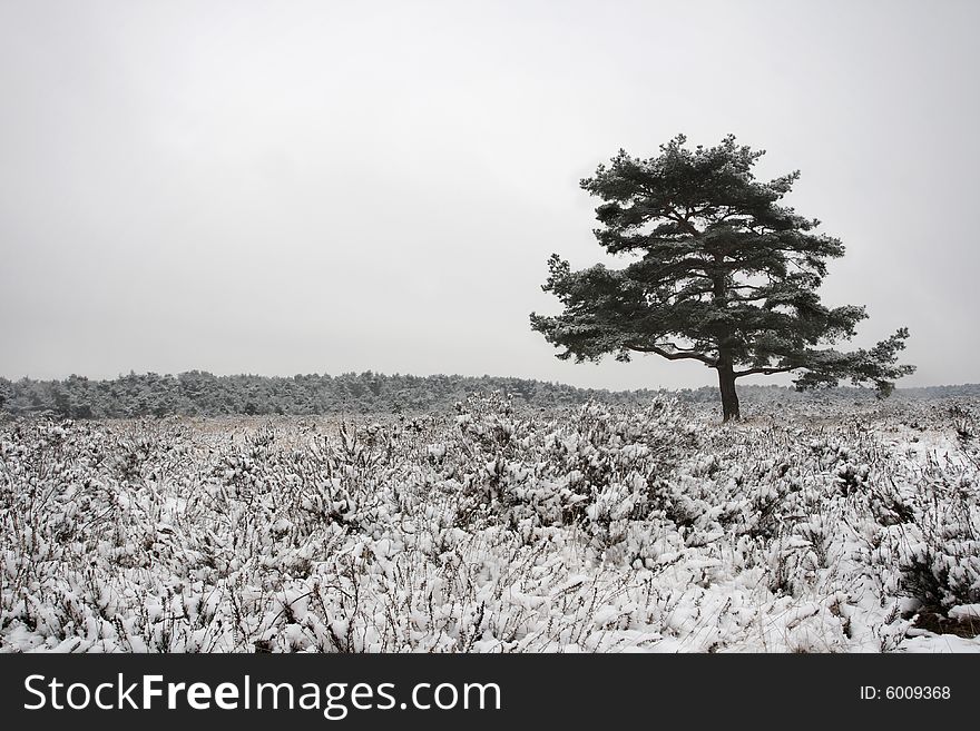 A lonely tree stands in the snowy heath on the Brunssummerheide in the Netherlands.