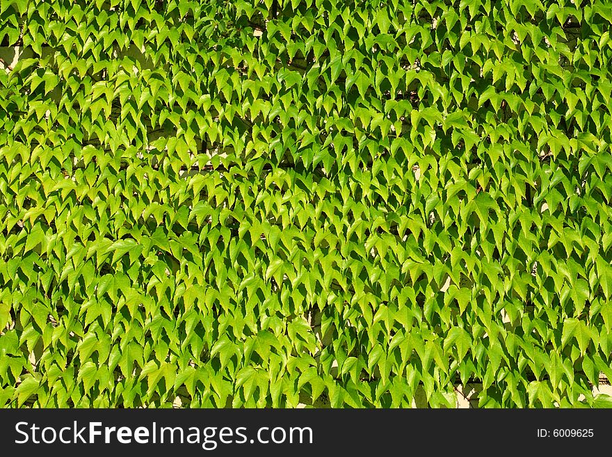 Ivy creeper, green leaves background. Ivy creeper, green leaves background