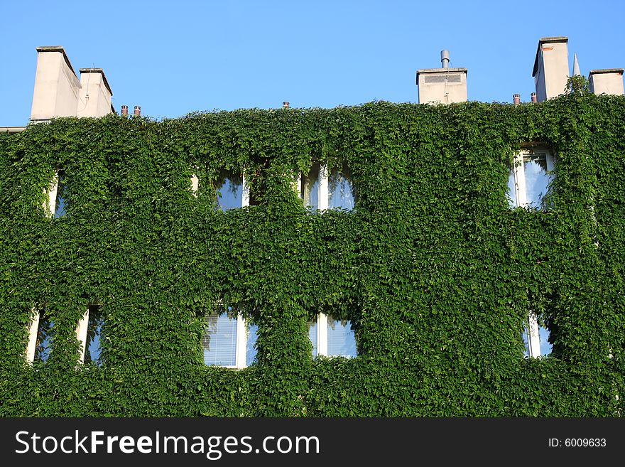 Modern house fully covered by ivy creeper. Only roof and chimney left untouched.