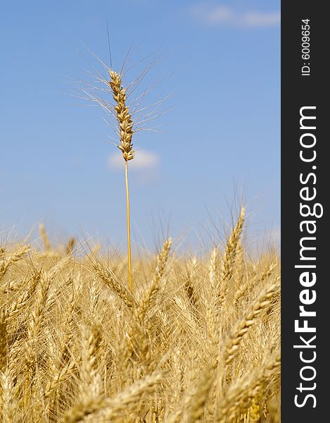 Spikelet of wheat against the background of the blue sky. Spikelet of wheat against the background of the blue sky