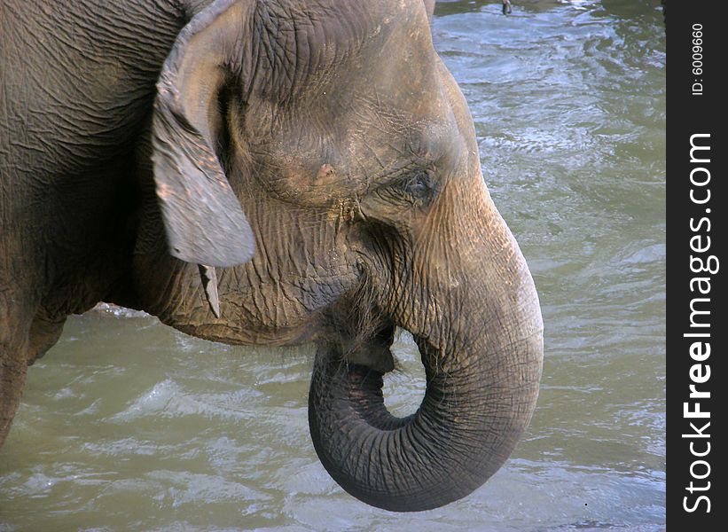 Elephant at Elephant orphanage, Pinnawala, Sri Lanka