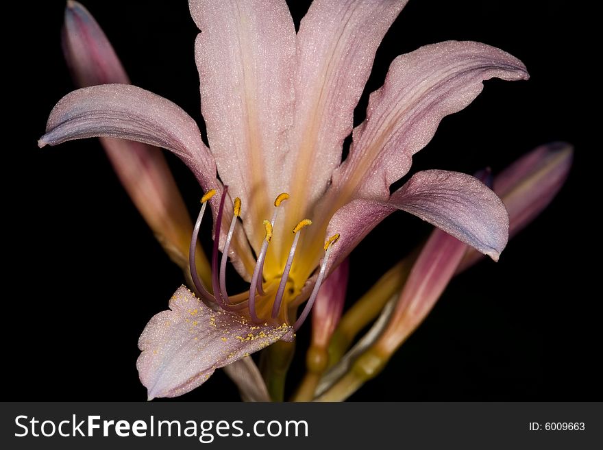A delicate flower, shot in macro and with a ring flash.