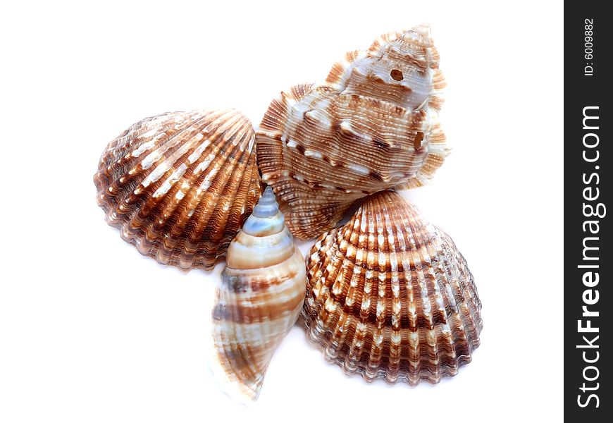 Mix of shell isolated on white. Mix of shell isolated on white