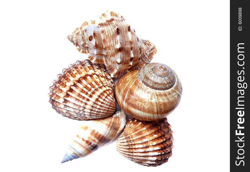 Mix of shell isolated on white. Mix of shell isolated on white