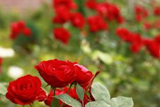 Many Scarlet Roses Royalty Free Stock Photo Many Scarlet Roses Royalty Free Stock Photo