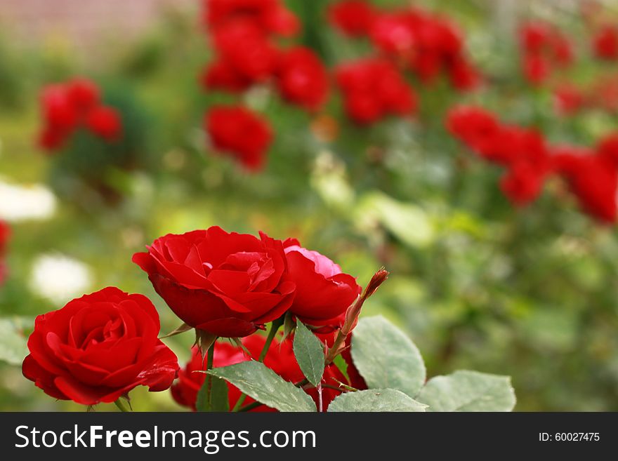 Many scarlet roses