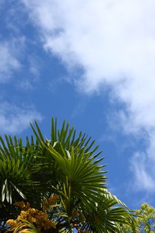 Palm Leaves And Blue Sky Stock Images Palm Leaves And Blue Sky Stock Images