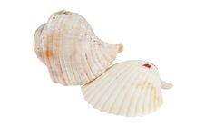 Sea Shells Royalty Free Stock Image