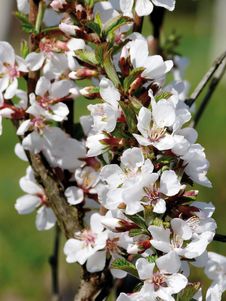 Blossoming Wild Plum. Spring. Royalty Free Stock Photos Blossoming Wild Plum. Spring. Royalty Free Stock Photos